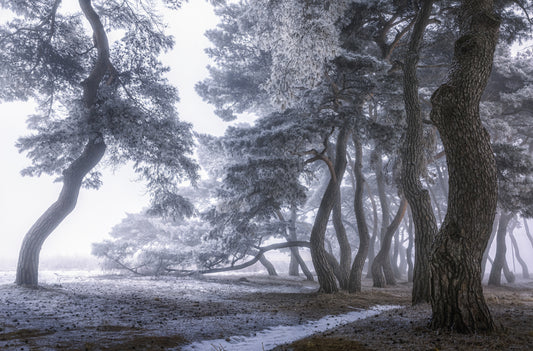 Hoarfrost on the tree fototapet