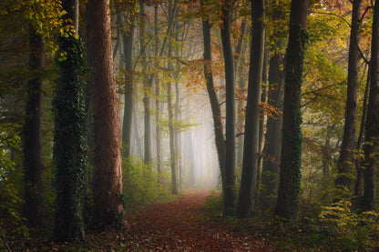 Autumn colorful forest fototapet