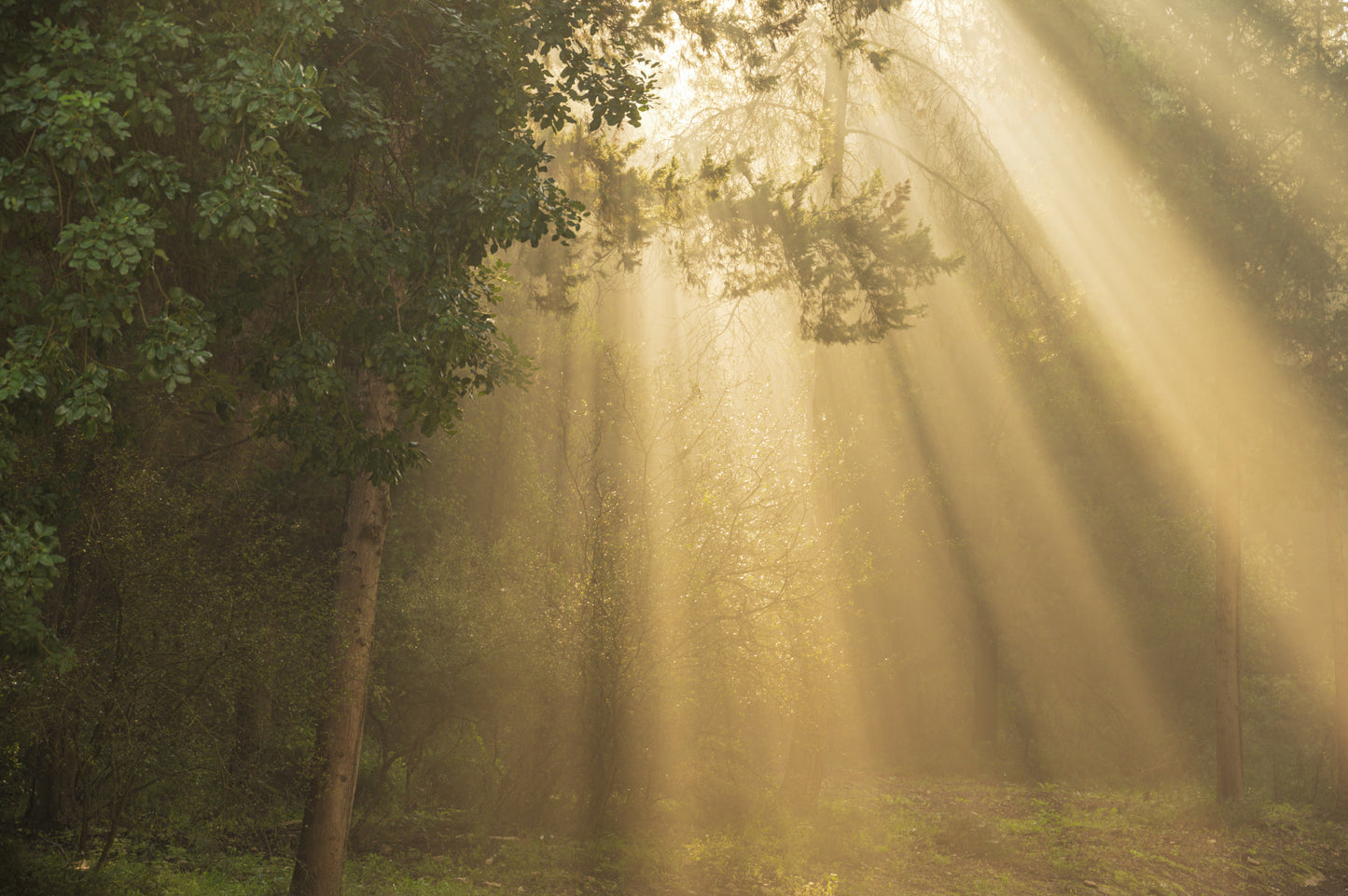 ray of light fototapet