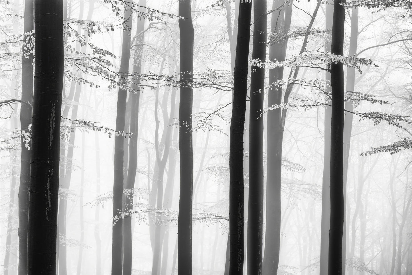 Spring trees fototapet