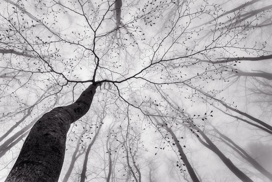 A view of the tree crown fototapet