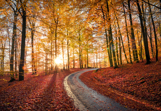 Road in Söderåsen nationalpark, Sweden fototapet