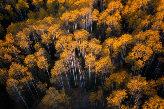 Aspen in Autumn fototapet