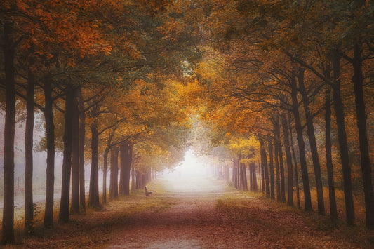 Foggy autumn dream fototapet