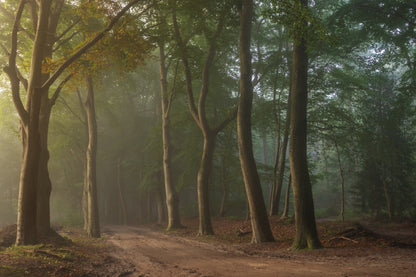 Foggy forrest fototapet