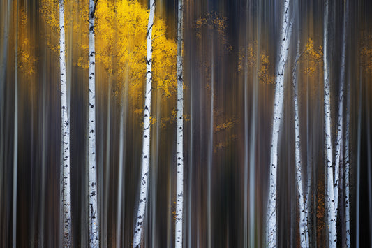 Curtain of Fall fototapet