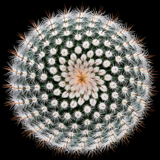 Notocactus scopa fototapet