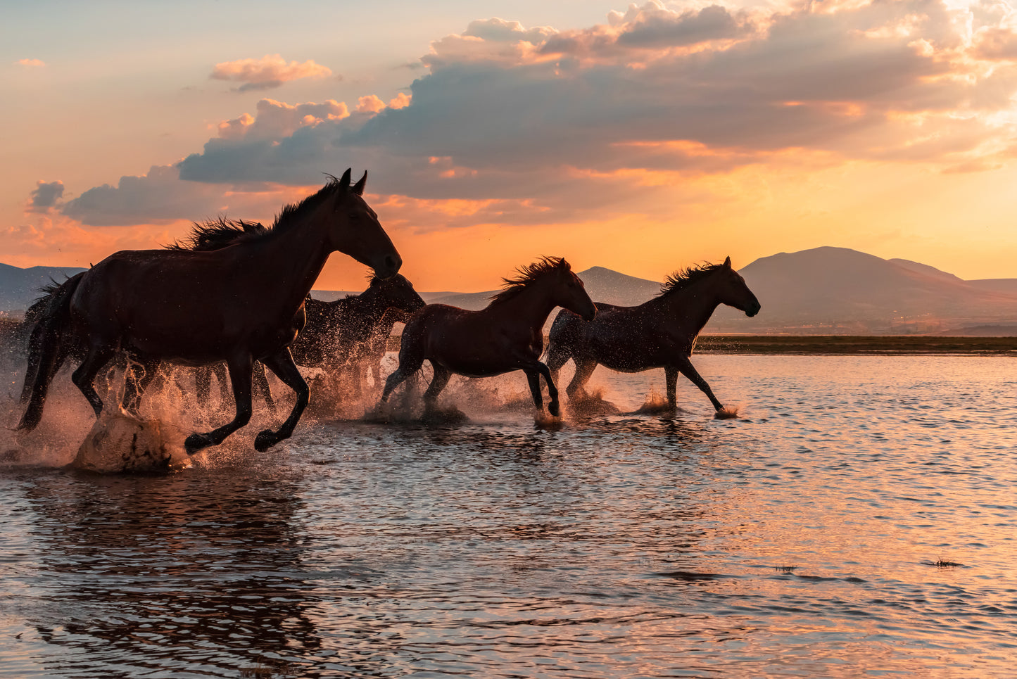 WATER HORSES fototapet