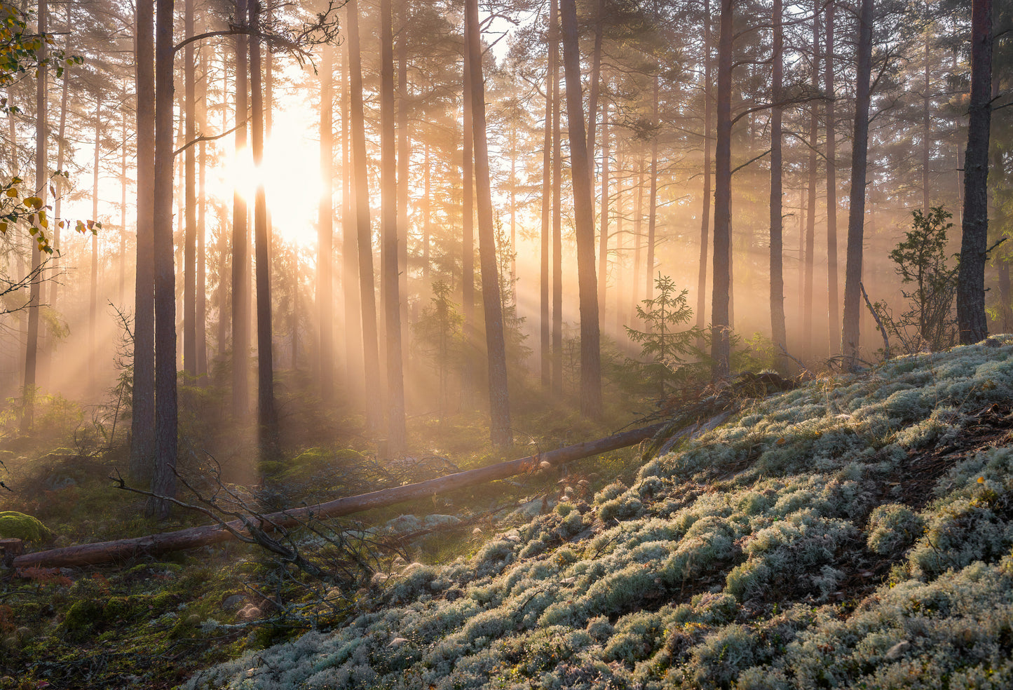 Fog in the forest with white moss in the forground fototapet