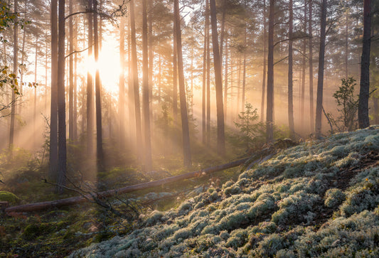 Fog in the forest with white moss in the forground fototapet