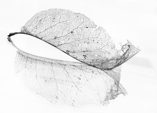 The old leaf fototapet