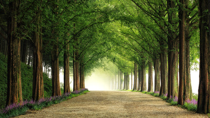 Metasequoia Road fototapet