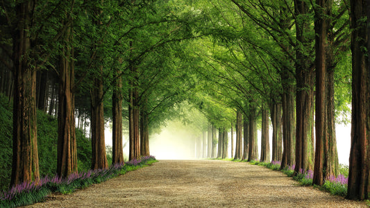 Metasequoia Road fototapet