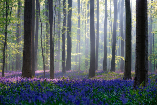 Bluebells fototapet