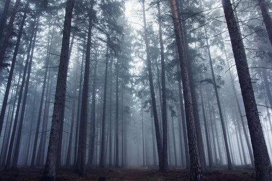 Mysterious foggy forest. fototapet