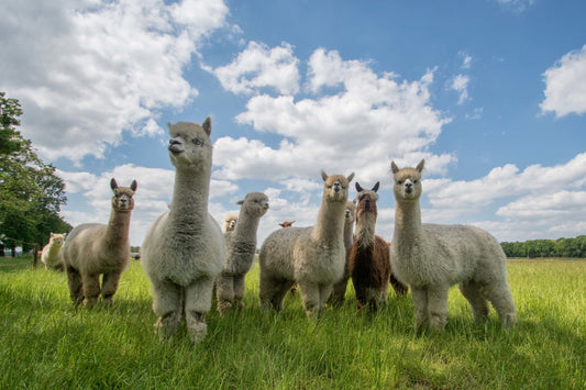 Send in the Alpaca's! fototapet