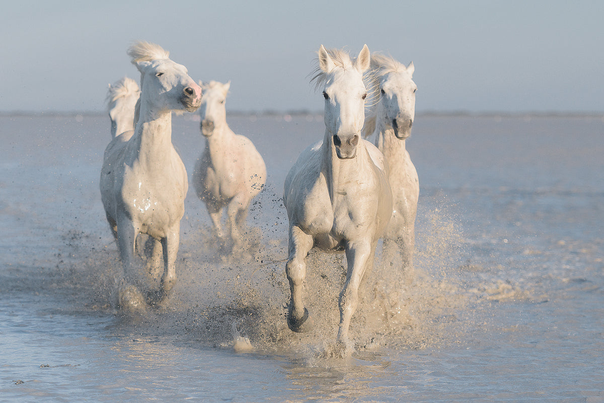 horses fototapet