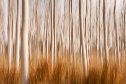 Spring Impressions in a Poplar Fields fototapet