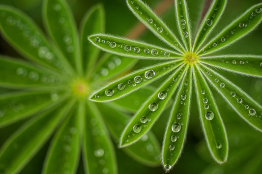 Pearly Lupine fototapet