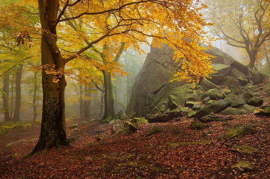 Autumn forest fototapet