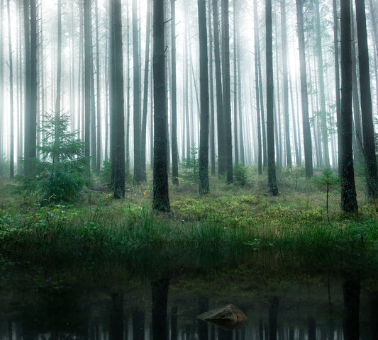 Lake in forest fototapet