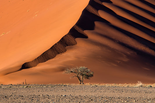 The dune and the tree fototapet