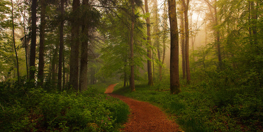 The Red Path. fototapet