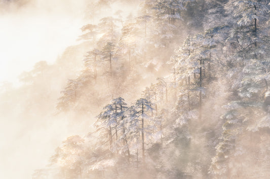 Pinus taiwanensis in the clouds. fototapet