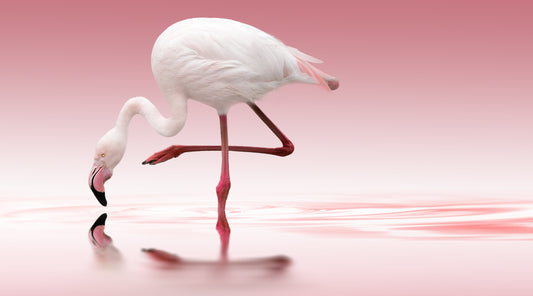 Flamingo fototapet