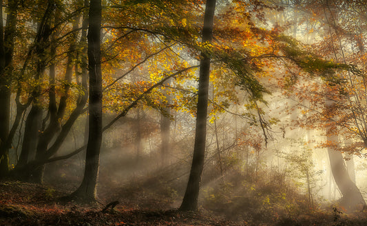 The lights of the forest fototapet