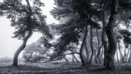 Pine trees dancing in the fog fototapet