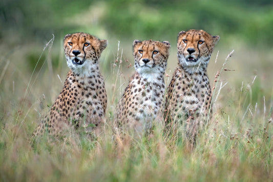 Cheetah cubs fototapet