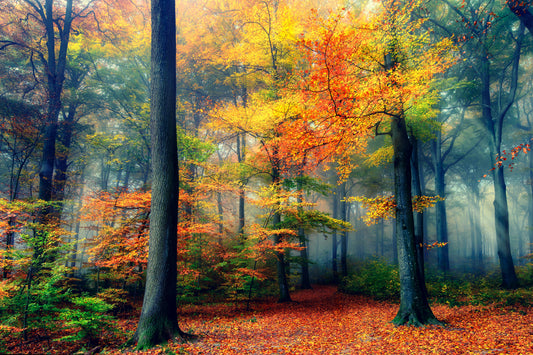 Autumn fototapet