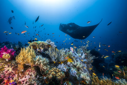 Manta reef on the reef fototapet