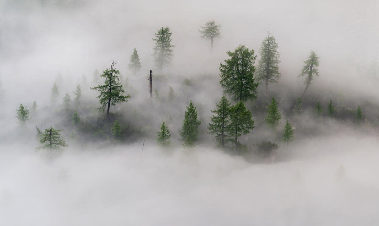 Mystical tree island fototapet