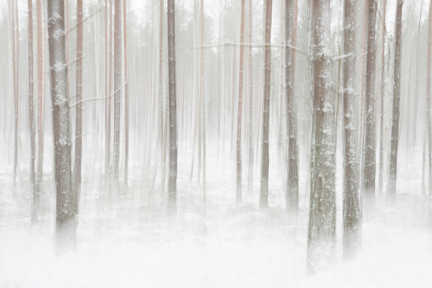 Winterforest in Sweden fototapet