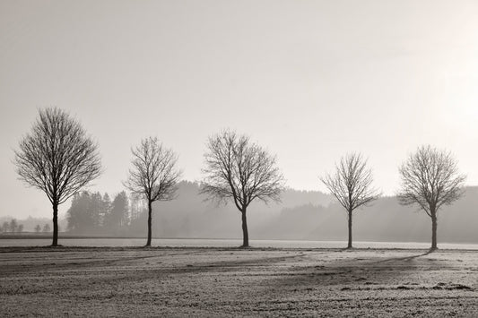 Tree Parade fototapet