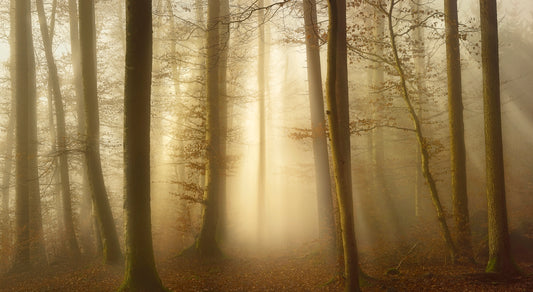 Into the Trees fototapet